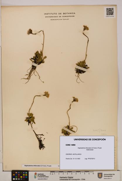 Haplosticha trifurcata [Espécimen: UDEC:CONC:0014554]