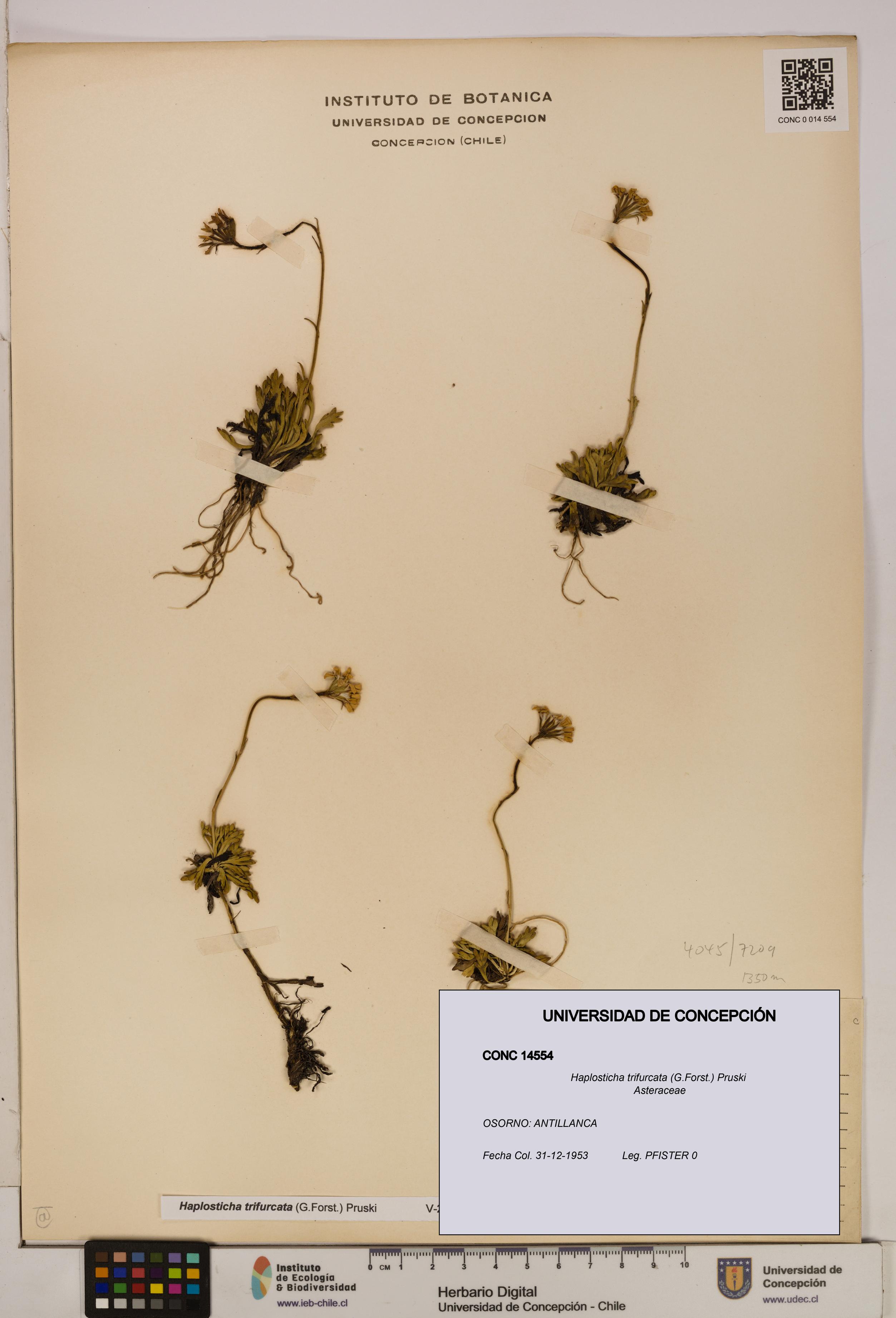 Haplosticha trifurcata [Espécimen: UDEC:CONC:0014554]