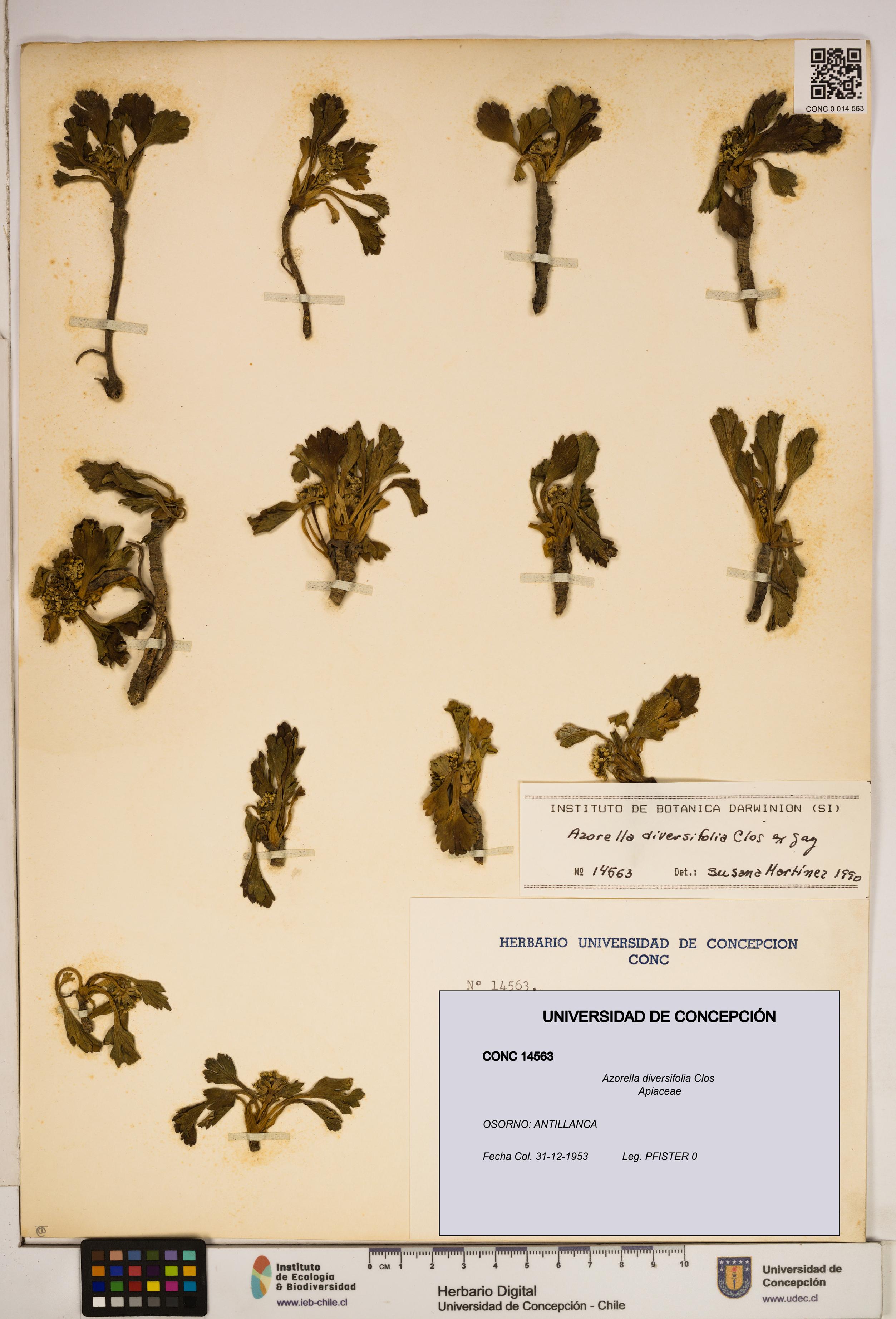 Azorella diversifolia [Espécimen: ]