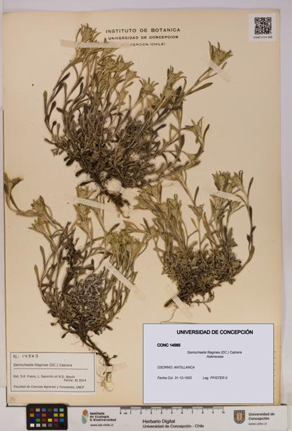 Gamochaeta filaginea [Espécimen: UDEC:CONC:0014565]