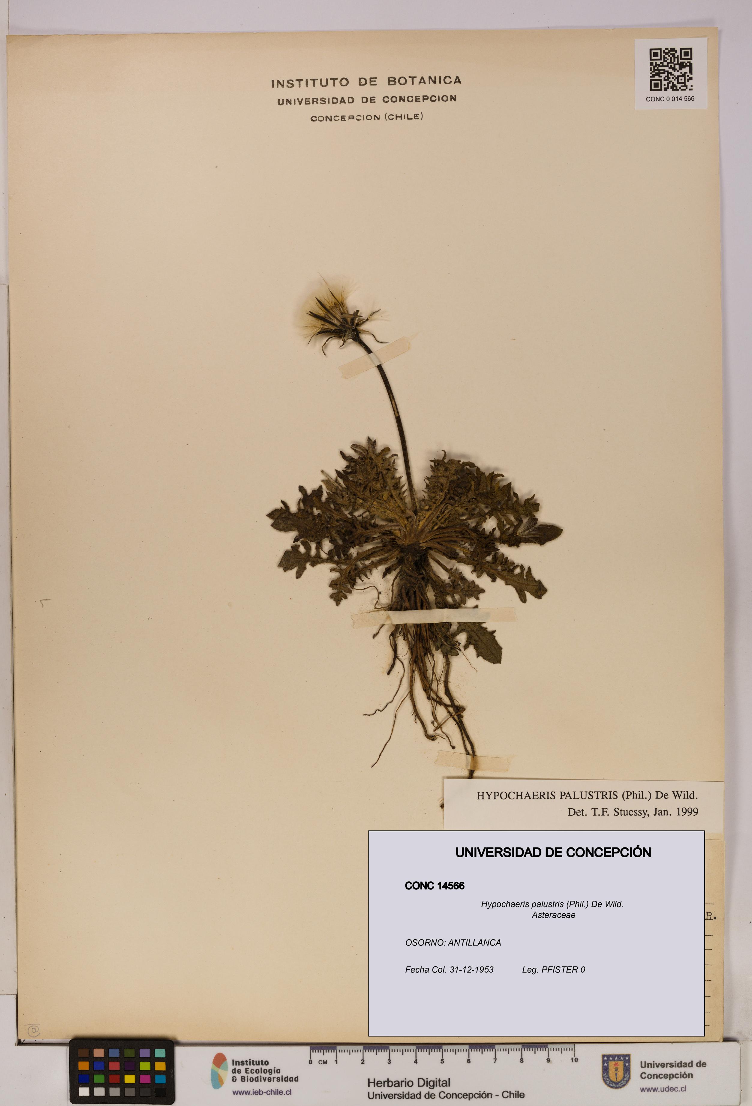 Hypochaeris palustris [Espécimen: UDEC:CONC:0014566]