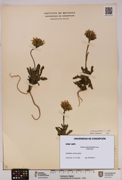 Perezia pedicularidifolia [Espécimen: UDEC:CONC:0014575]