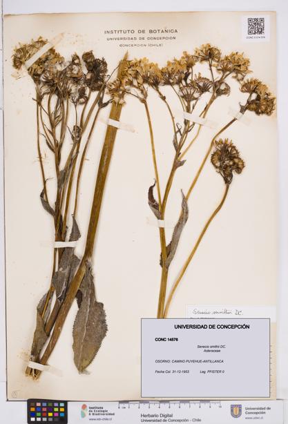 Senecio smithii [Espécimen: ]