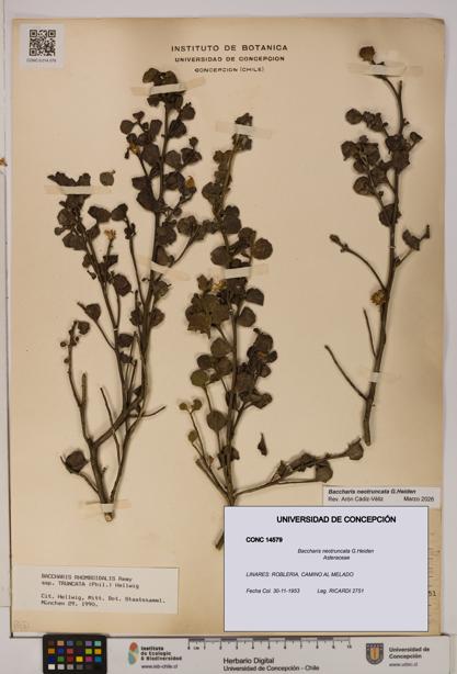 Baccharis neotruncata [Espécimen: UDEC:CONC:0014579]