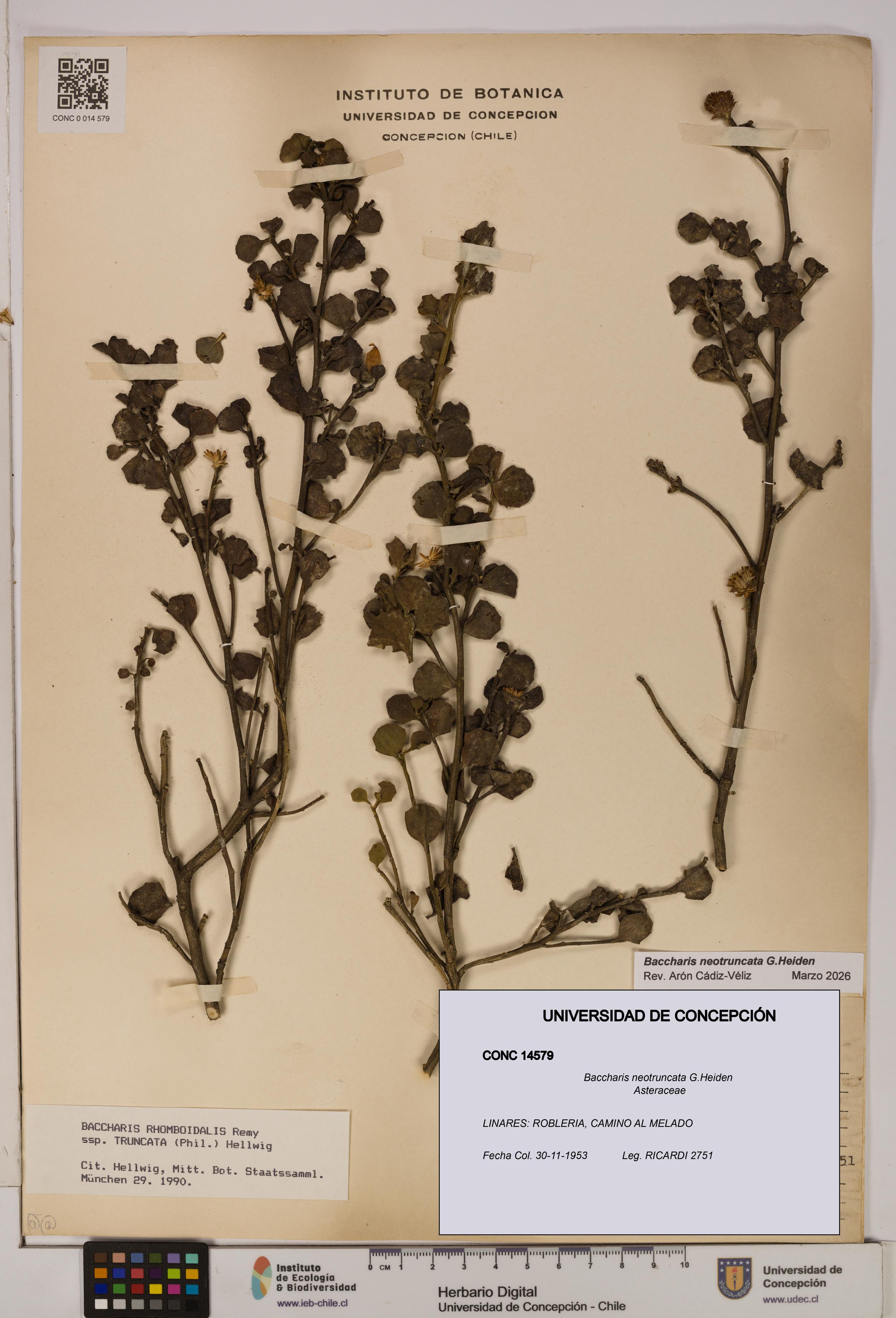 Baccharis neotruncata [Espécimen: UDEC:CONC:0014579]