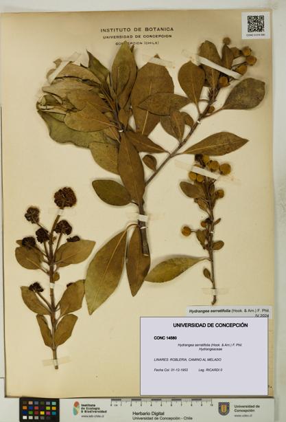 Hydrangea serratifolia [Espécimen: UDEC:CONC:0014580]