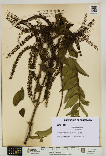 Coriaria ruscifolia [Espécimen: ]
