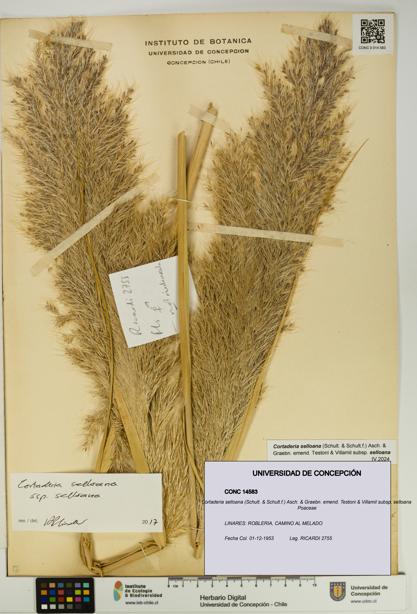 Cortaderia selloana [Espécimen: UDEC:CONC:0014583]