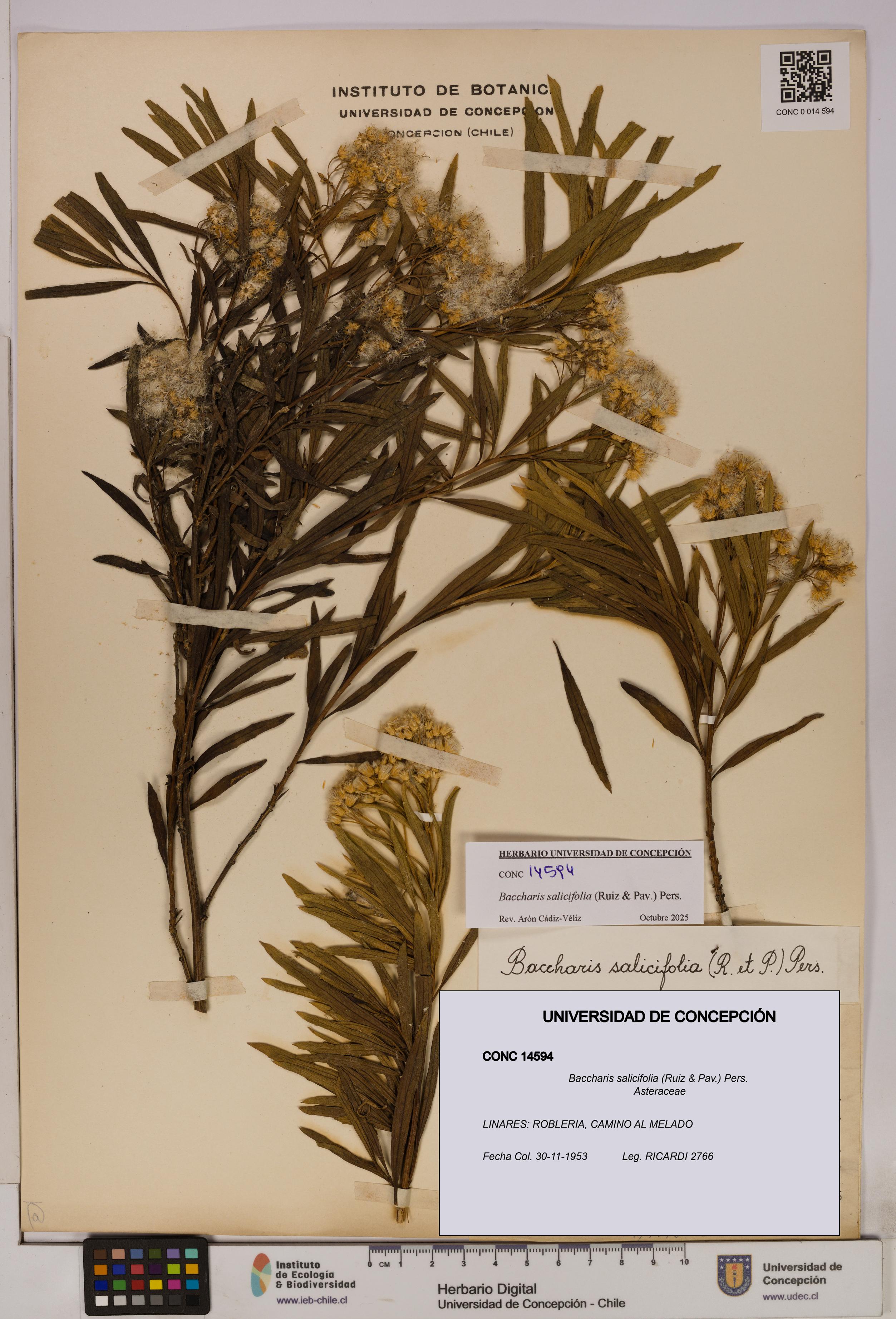 Baccharis salicifolia [Espécimen: UDEC:CONC:0014594]