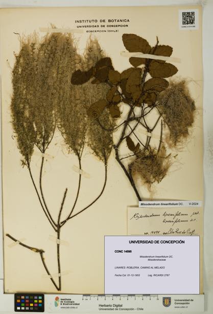 Misodendrum linearifolium [Espécimen: UDEC:CONC:0014595]
