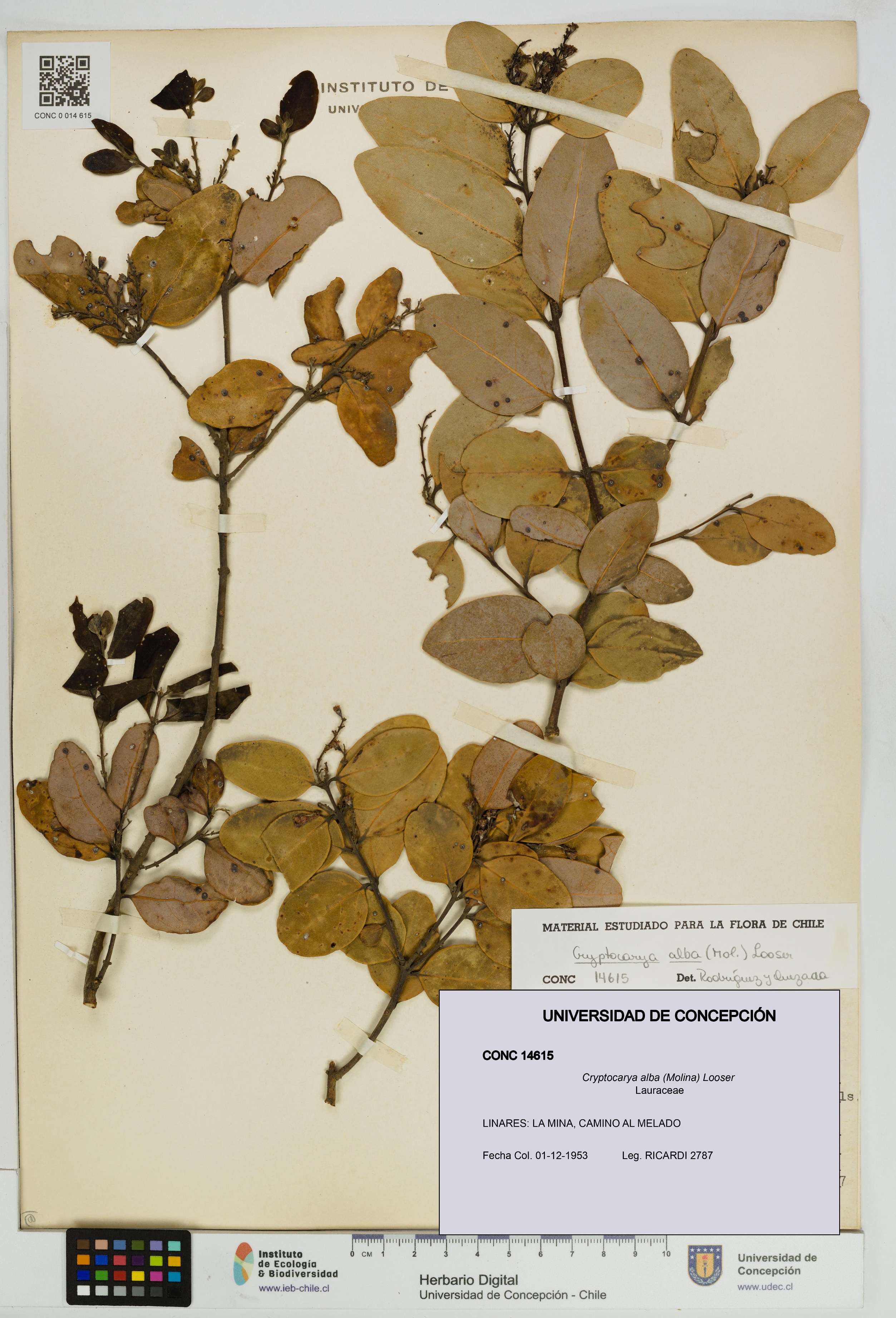 Cryptocarya alba [Espécimen: UDEC:CONC:0014615]