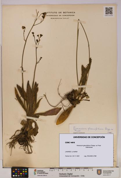 Hieracium glaucifolium [Espécimen: UDEC:CONC:0014616]