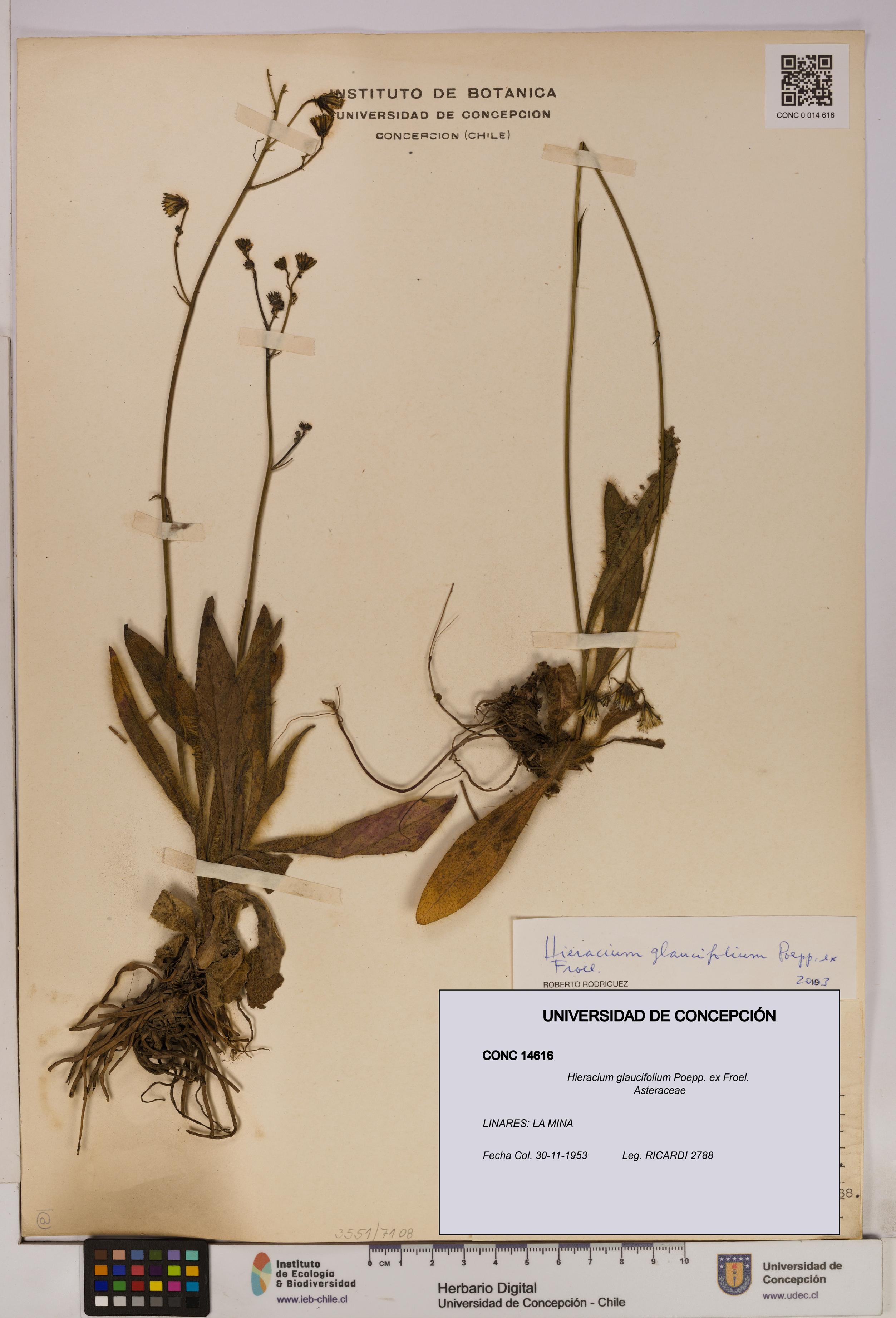 Hieracium glaucifolium [Espécimen: UDEC:CONC:0014616]