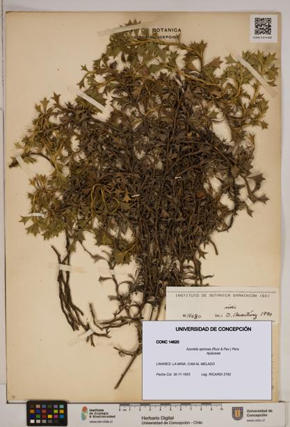 Azorella spinosa [Espécimen: ]