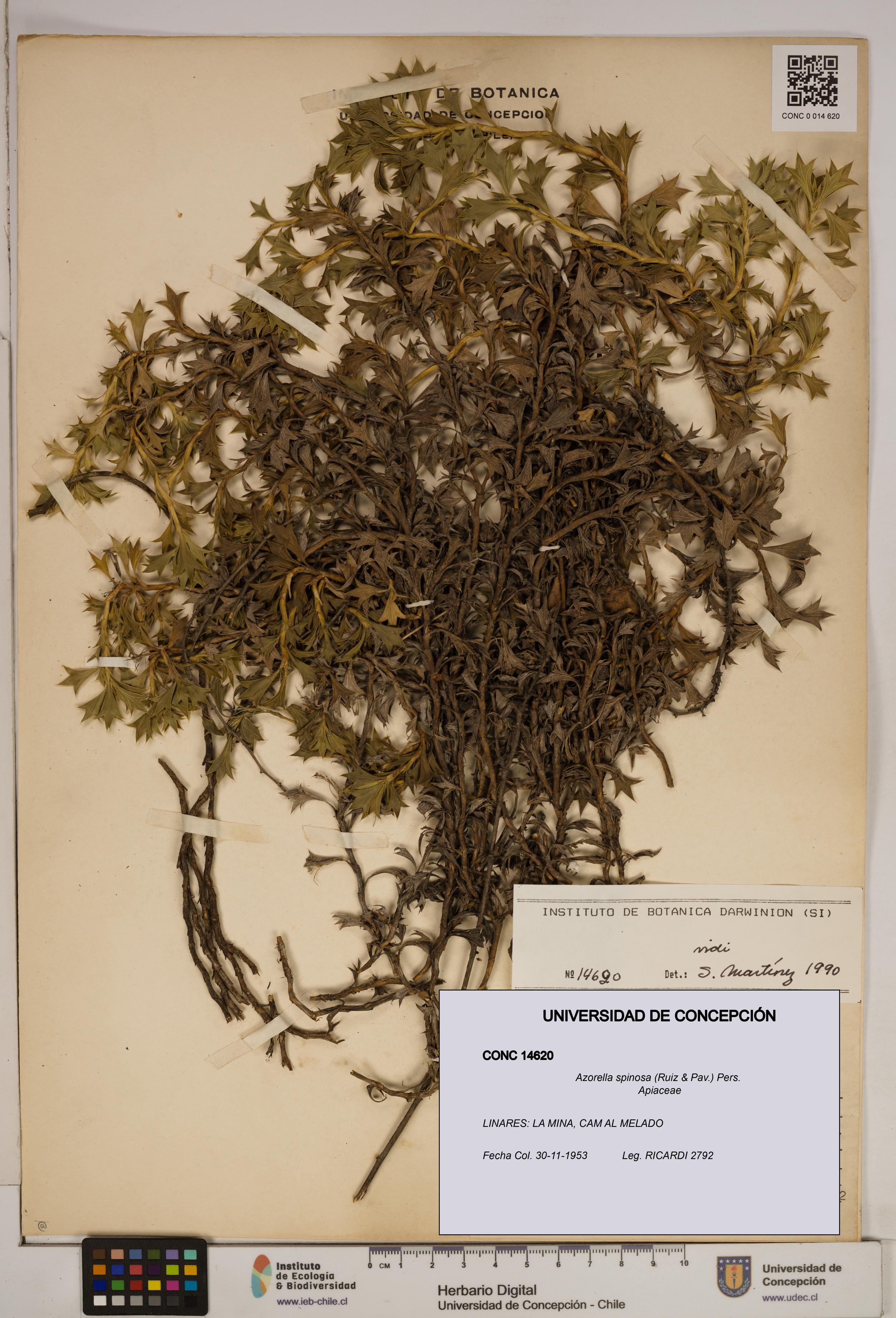 Azorella spinosa [Espécimen: ]