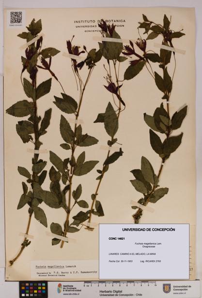 Fuchsia magellanica [Espécimen: UDEC:CONC:0014621]