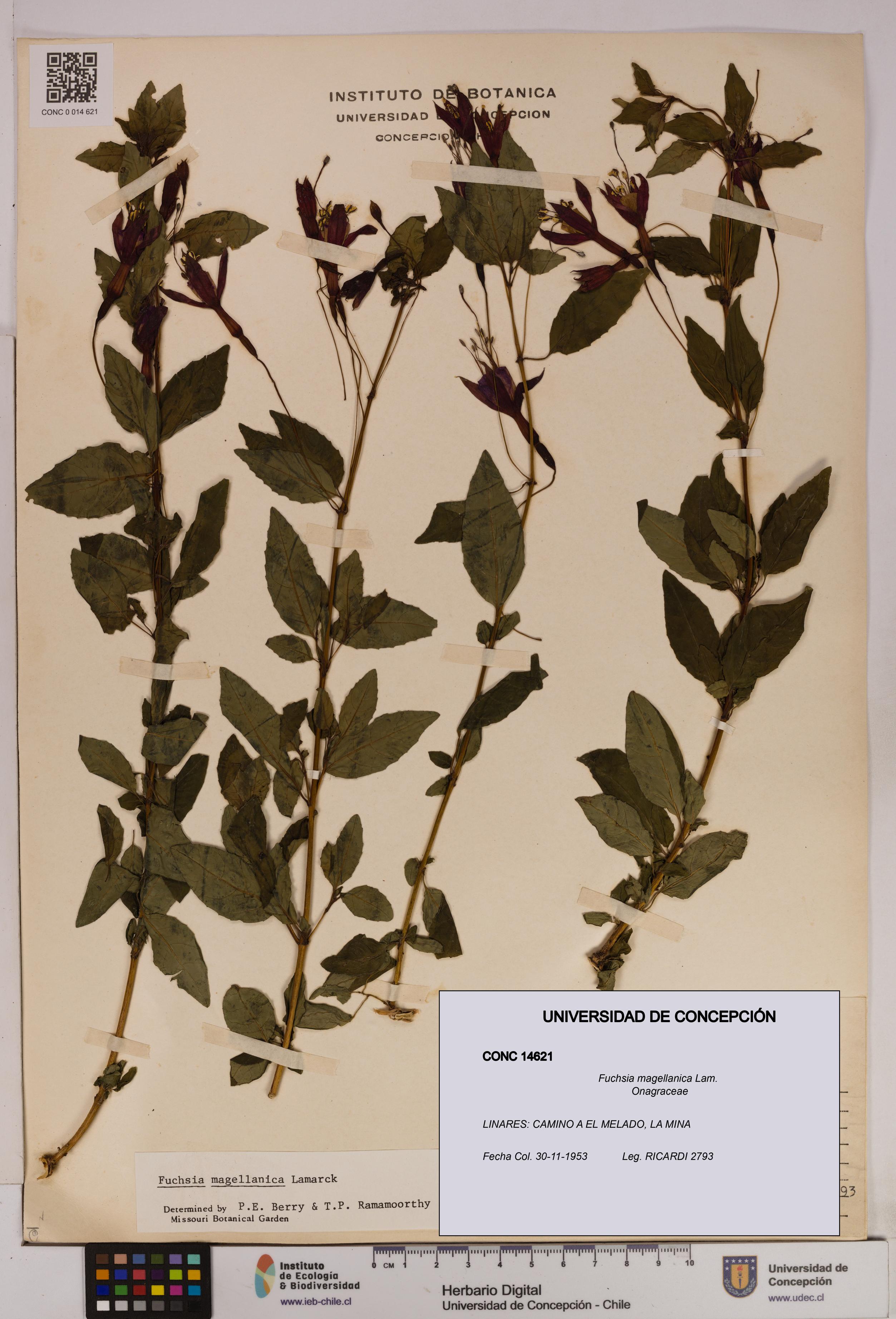 Fuchsia magellanica [Espécimen: UDEC:CONC:0014621]