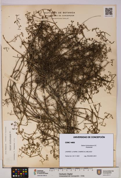 Galium trichocarpum [Espécimen: UDEC:CONC:0014633]