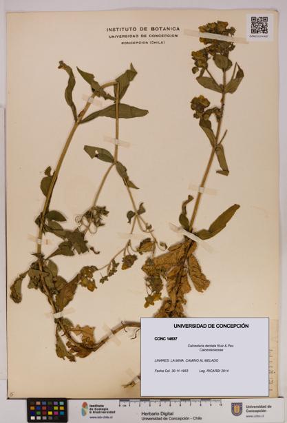 Calceolaria dentata [Espécimen: UDEC:CONC:0014637]