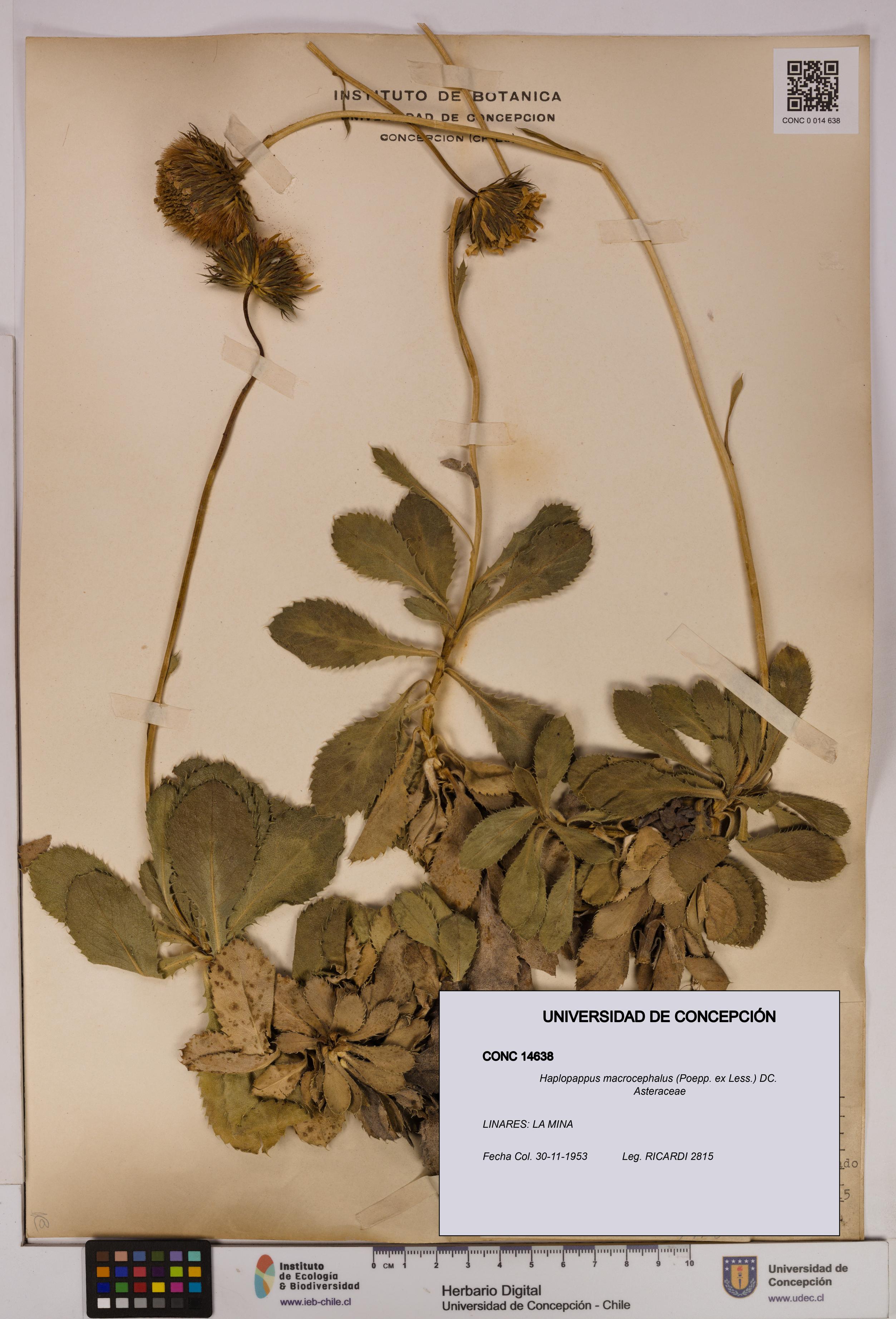 Haplopappus macrocephalus [Espécimen: UDEC:CONC:0014638]
