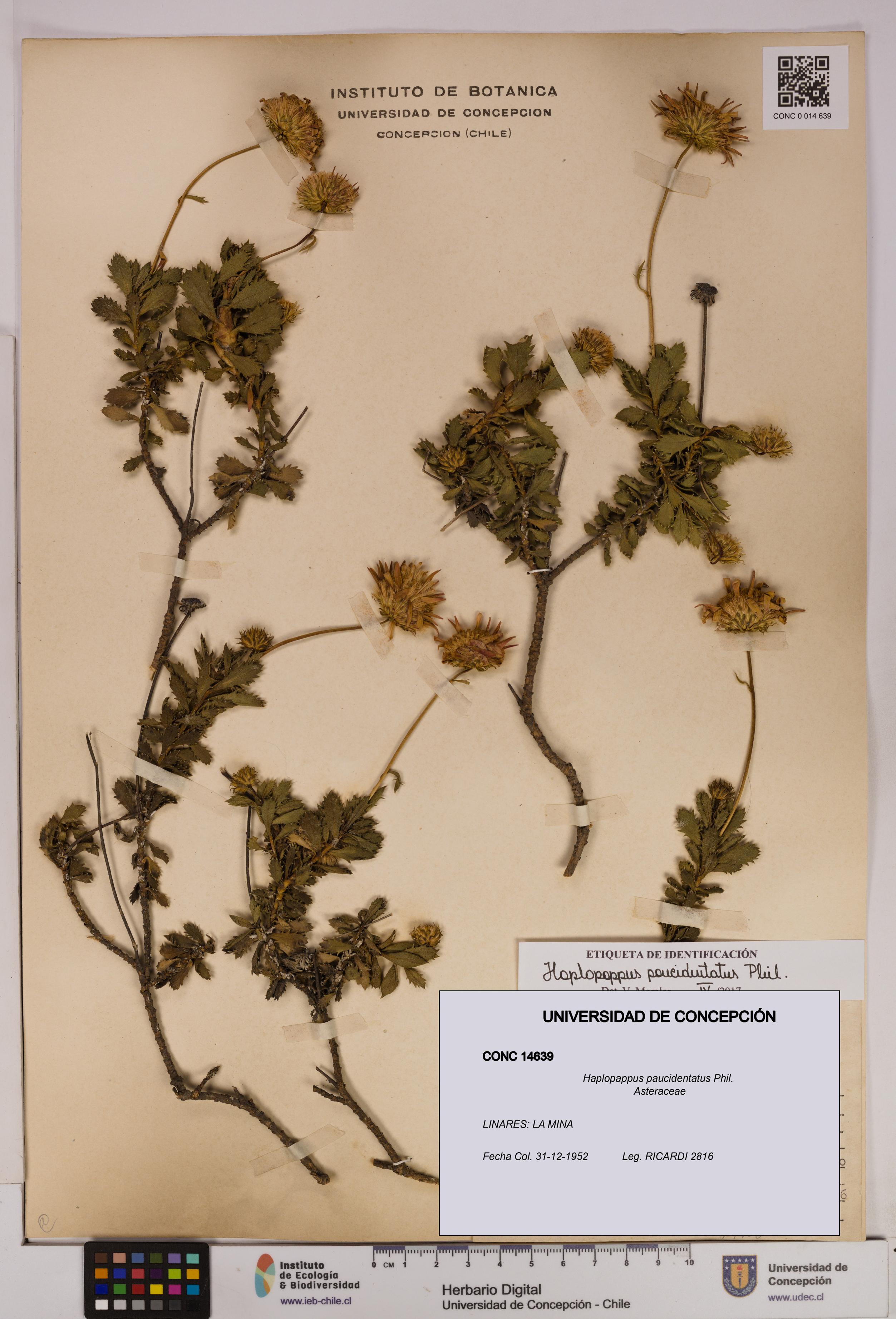 Haplopappus paucidentatus [Espécimen: UDEC:CONC:0014639]