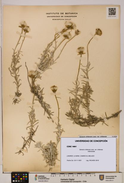 Senecio chilensis var. chilensis [Espécimen: UDEC:CONC:0014641]
