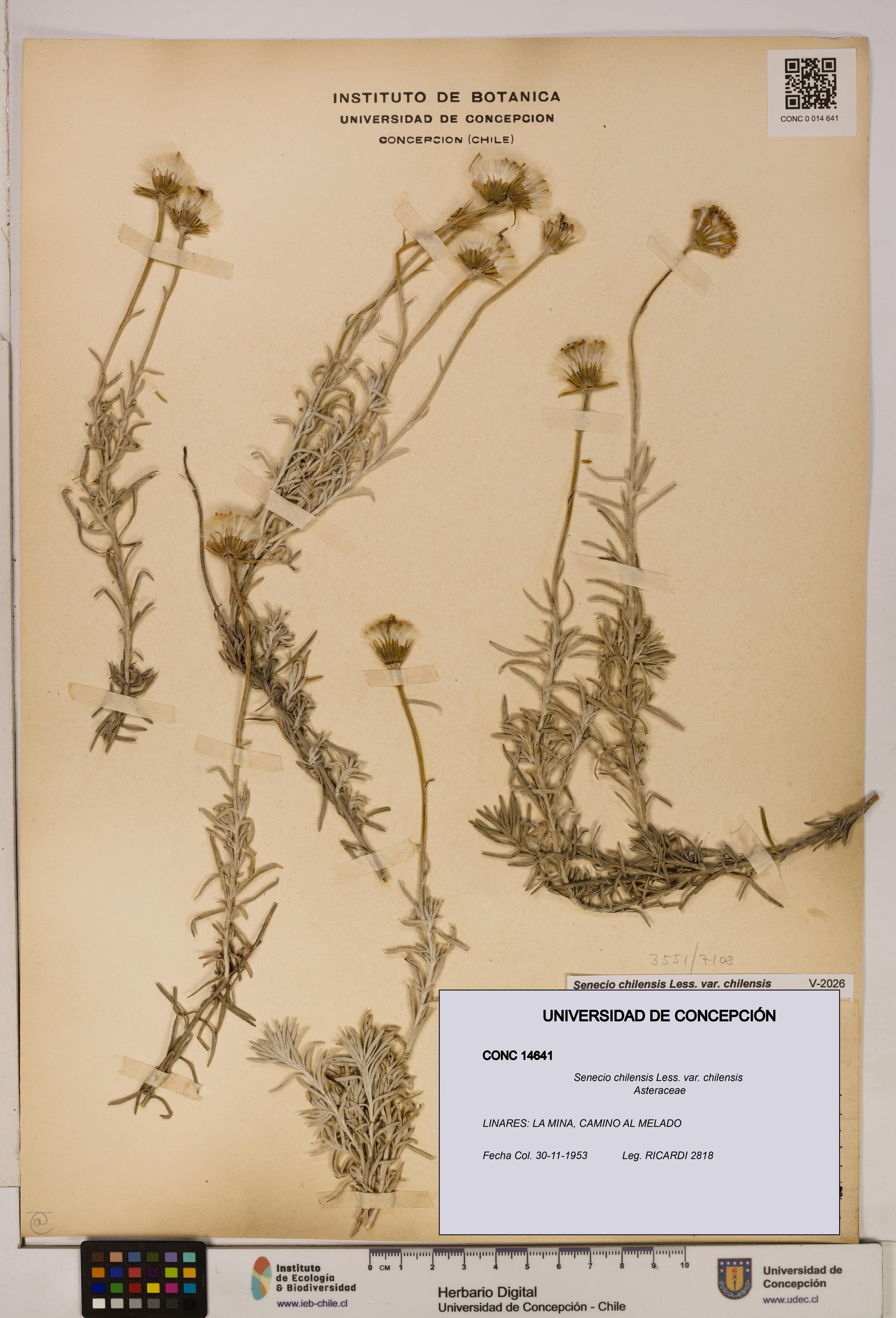 Senecio chilensis var. chilensis [Espécimen: UDEC:CONC:0014641]