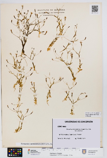 Centaurium cachanlahuen [Espécimen: UDEC:CONC:0014643]