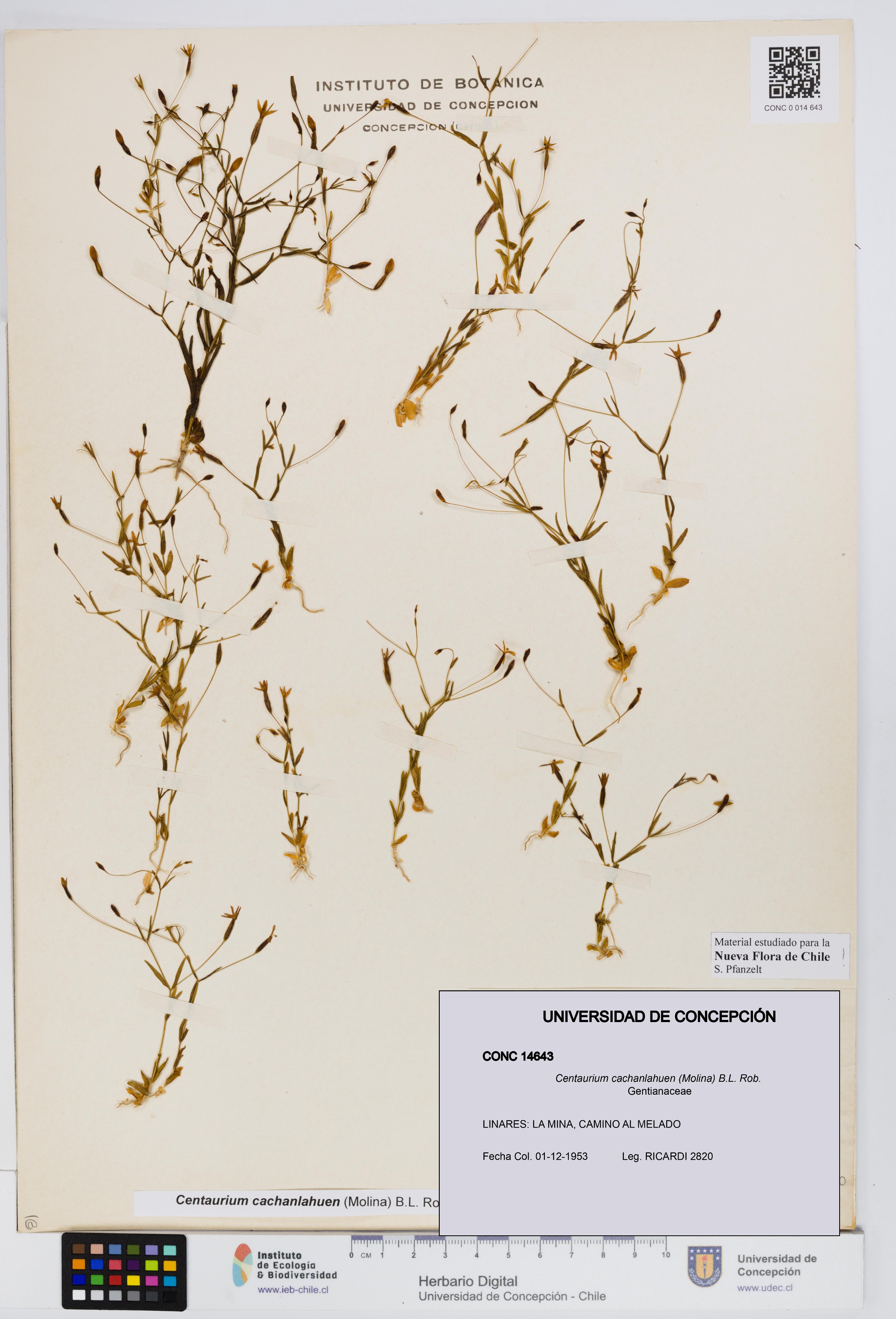 Centaurium cachanlahuen [Espécimen: UDEC:CONC:0014643]
