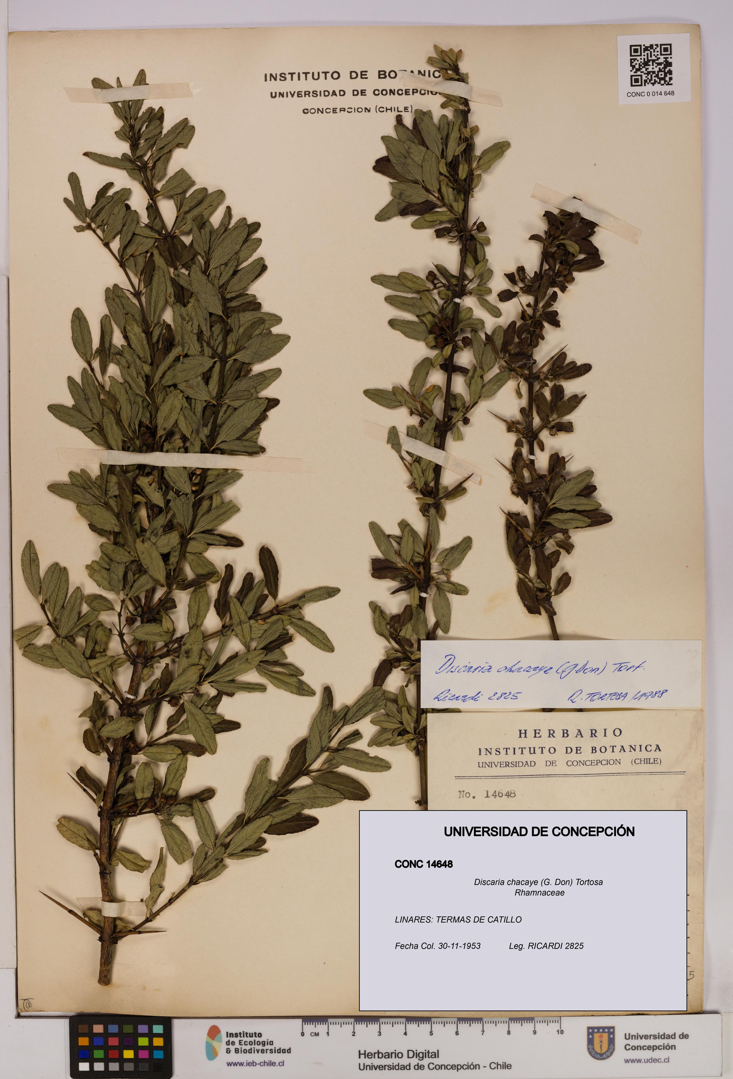 Discaria chacaye [Espécimen: UDEC:CONC:0014648]
