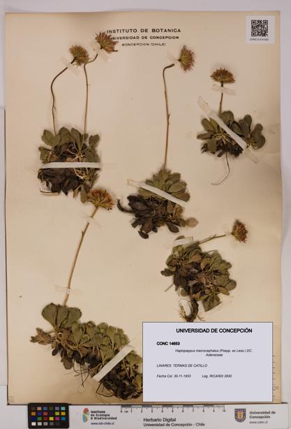 Haplopappus macrocephalus [Espécimen: UDEC:CONC:0014653]