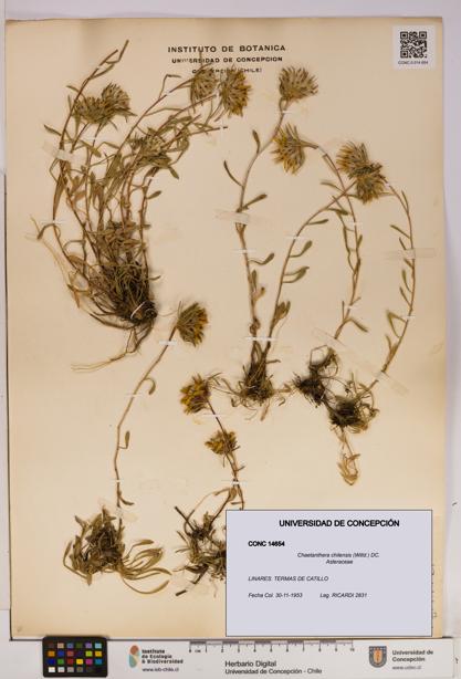 Chaetanthera chilensis [Espécimen: UDEC:CONC:0014654]