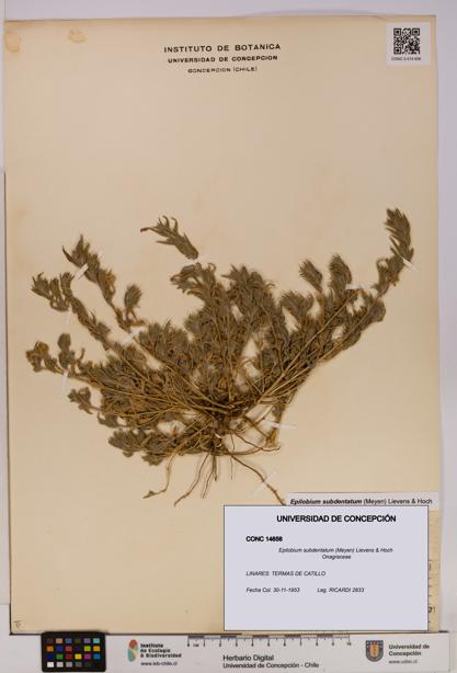 Epilobium subdentatum [Espécimen: UDEC:CONC:0014656]
