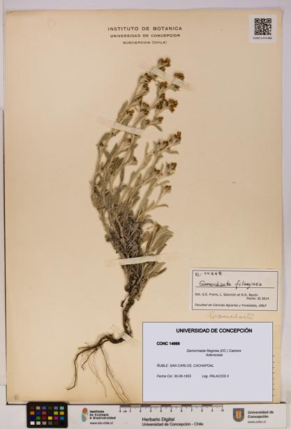 Gamochaeta filaginea [Espécimen: UDEC:CONC:0014668]