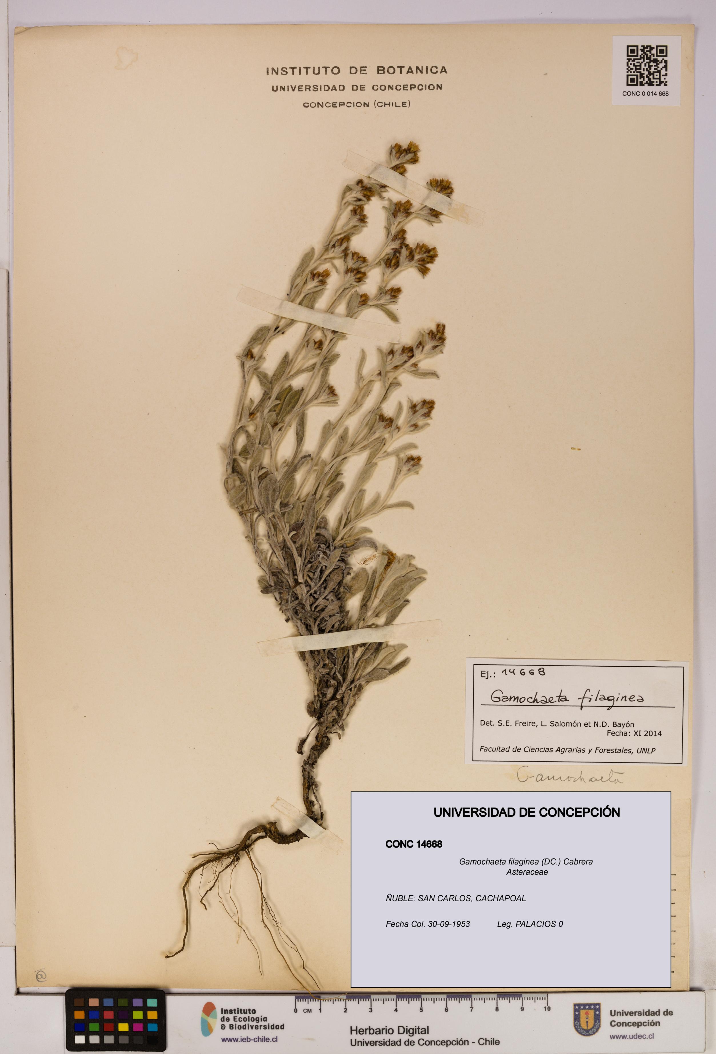 Gamochaeta filaginea [Espécimen: UDEC:CONC:0014668]