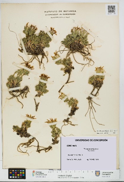 Perezia poeppigii [Espécimen: UDEC:CONC:0014675]