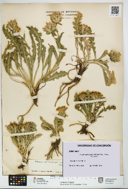 Perezia carthamoides [Espécimen: UDEC:CONC:0014677]