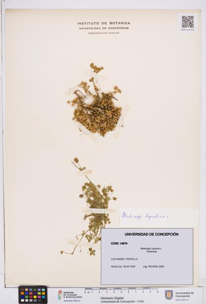 Medicago lupulina [Espécimen: ]