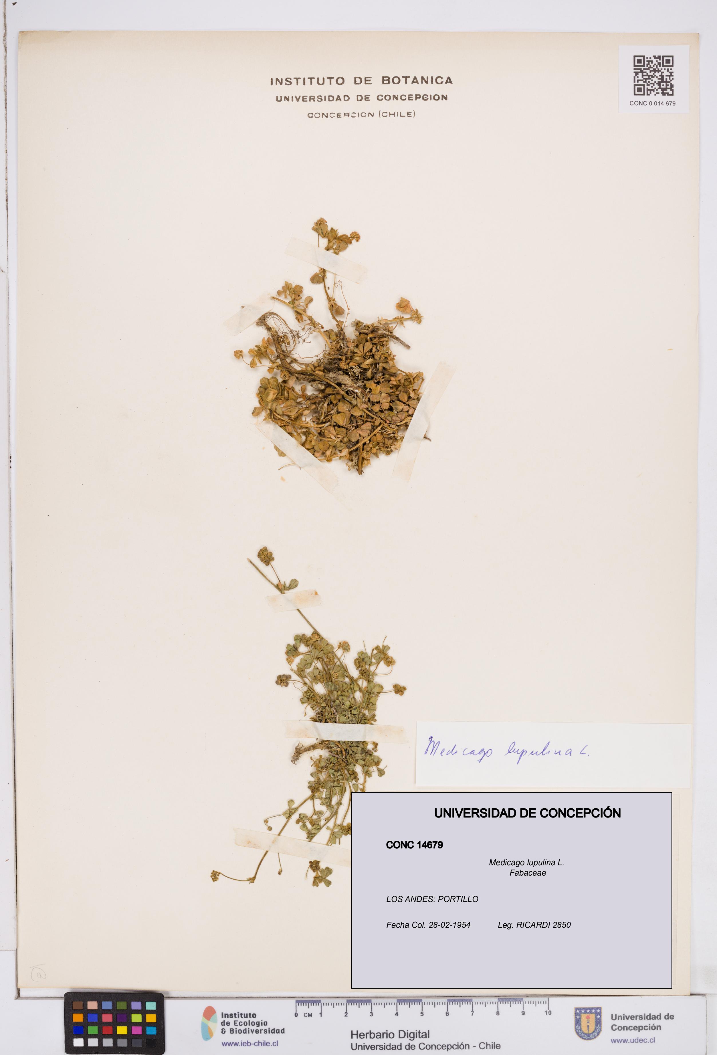 Medicago lupulina [Espécimen: ]