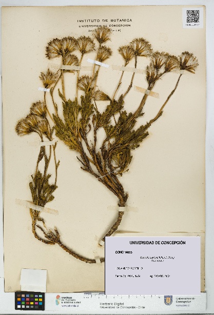 Senecio clarioneifolius [Espécimen: UDEC:CONC:0014683]