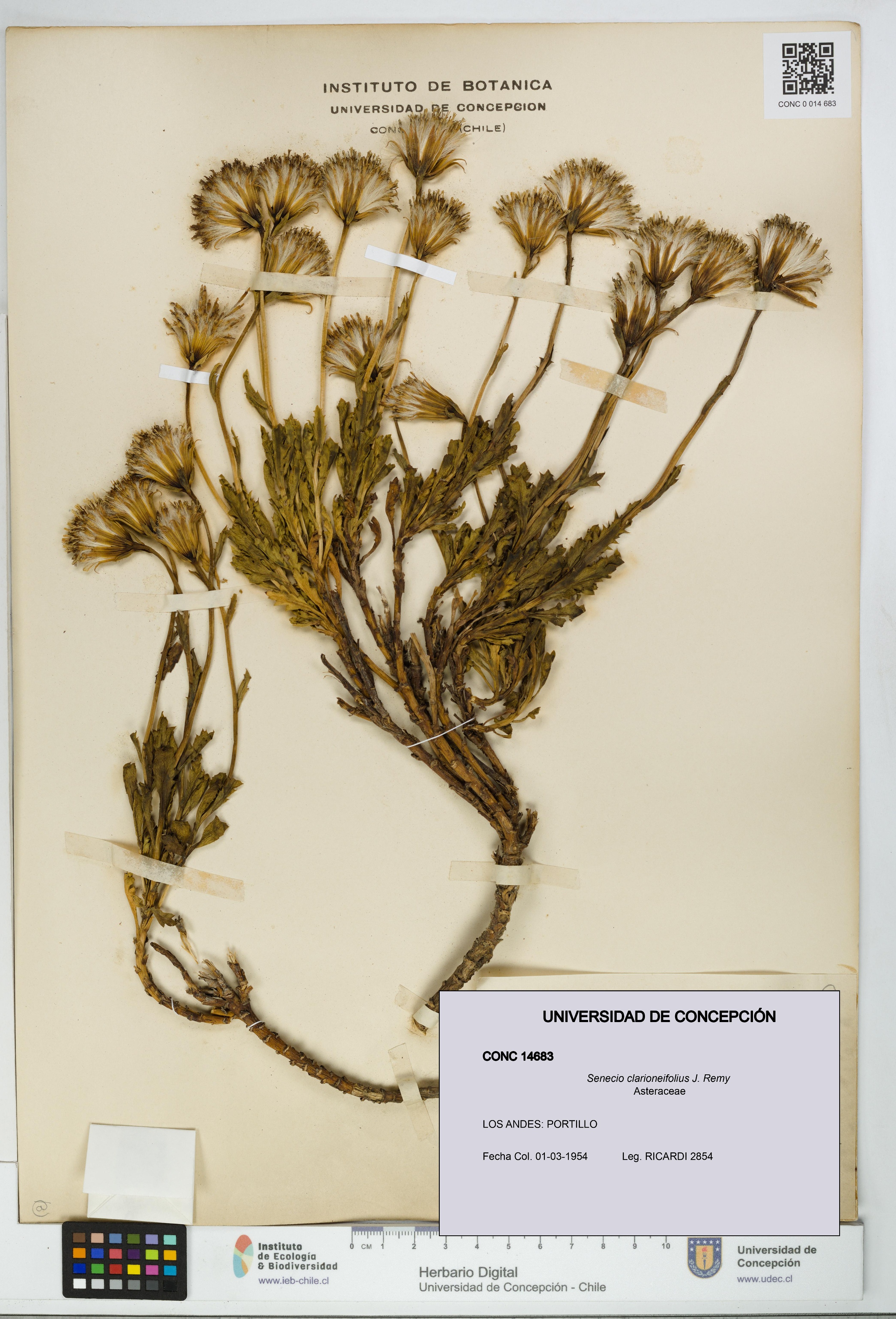 Senecio clarioneifolius [Espécimen: UDEC:CONC:0014683]