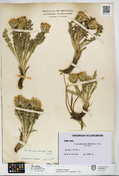 Perezia carthamoides [Espécimen: UDEC:CONC:0014690]