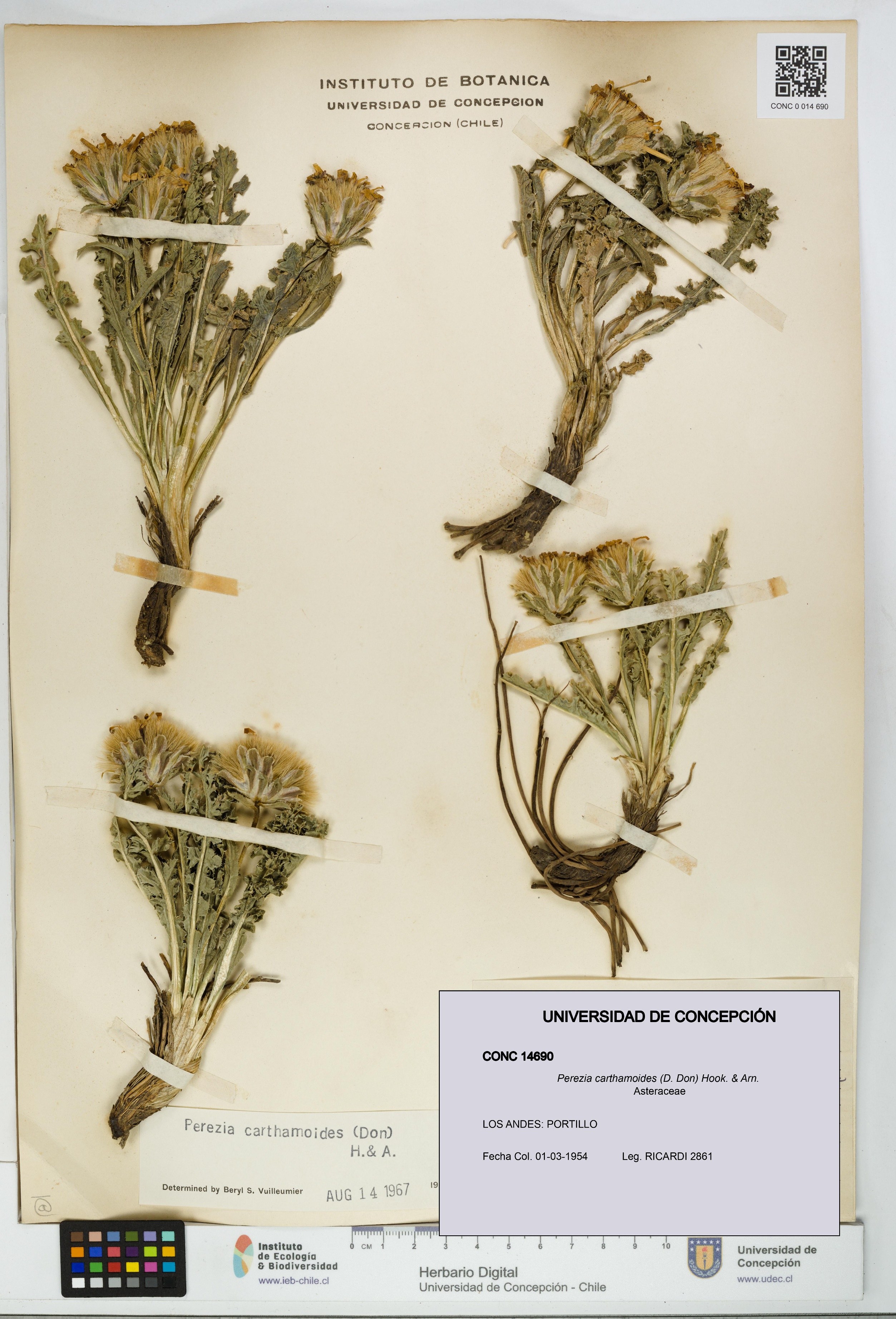 Perezia carthamoides [Espécimen: UDEC:CONC:0014690]