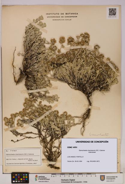 Gamochaeta chamissonis [Espécimen: UDEC:CONC:0014701]