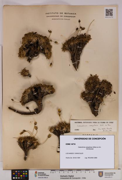 Calandrinia caespitosa [Espécimen: UDEC:CONC:0014713]