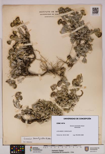 Senecio lorentziella [Espécimen: UDEC:CONC:0014714]