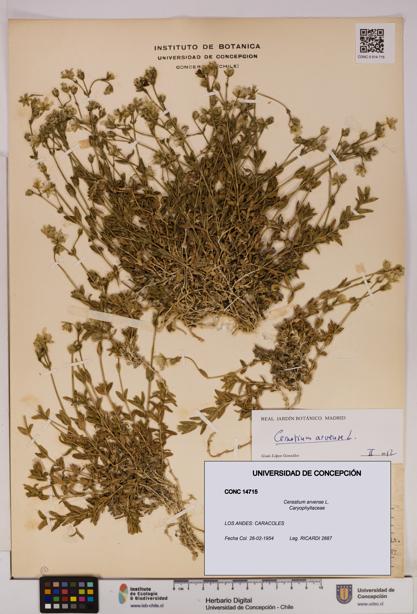 Cerastium arvense [Espécimen: UDEC:CONC:0014715]