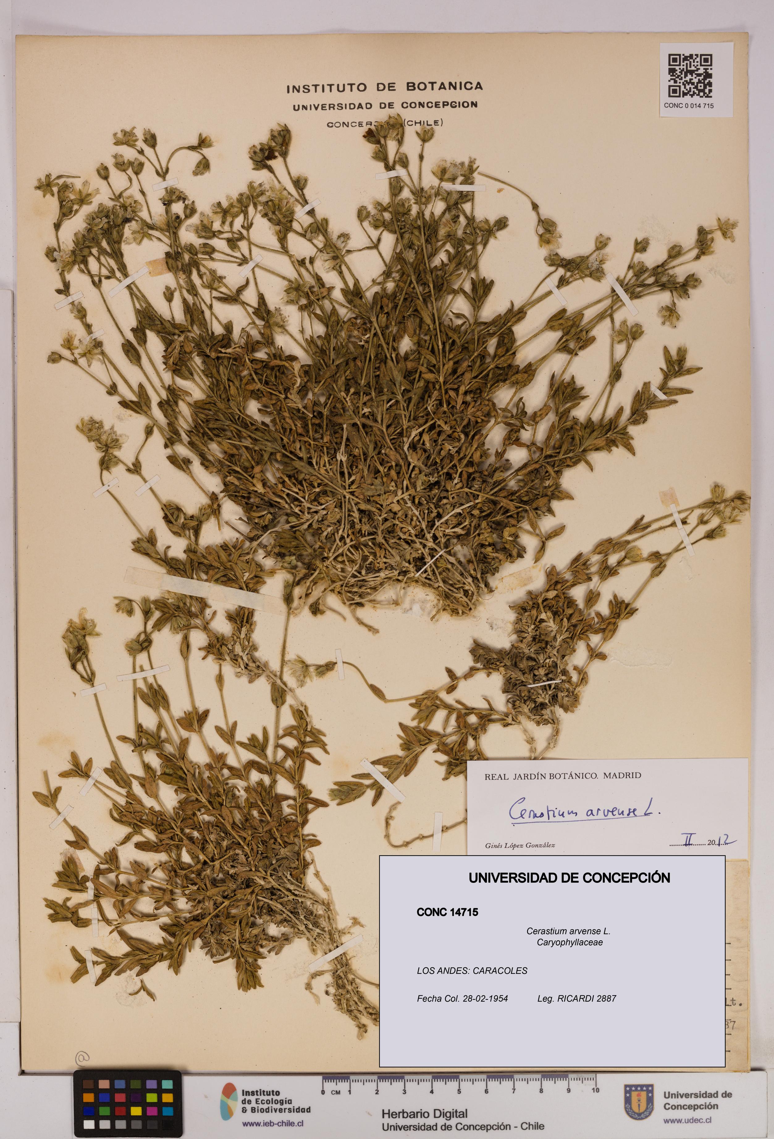 Cerastium arvense [Espécimen: UDEC:CONC:0014715]