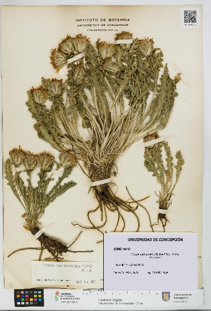 Perezia carthamoides [Espécimen: UDEC:CONC:0014717]