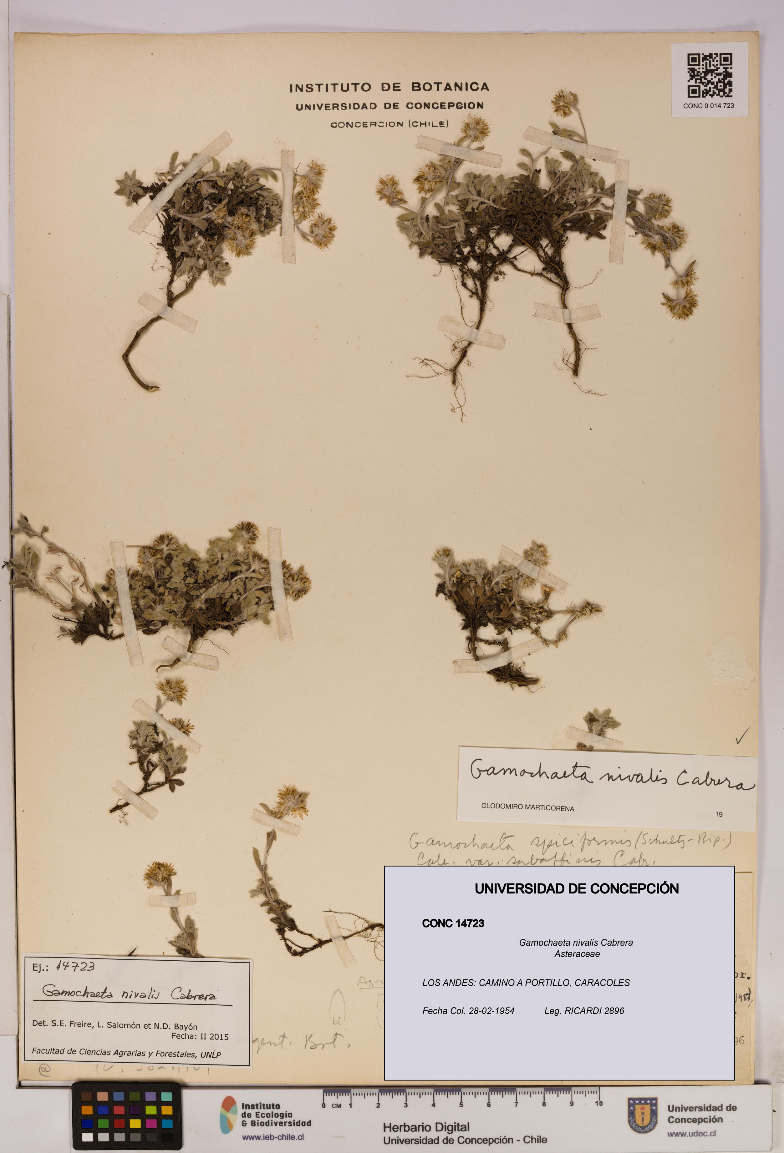 Gamochaeta nivalis [Espécimen: UDEC:CONC:0014723]